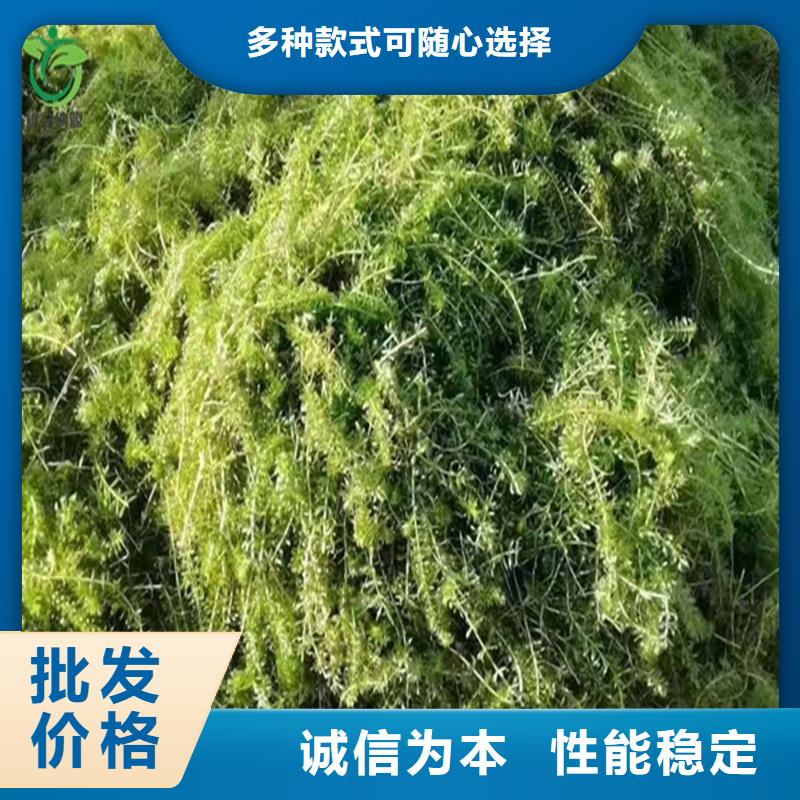 有现货的轮叶黑藻厂家