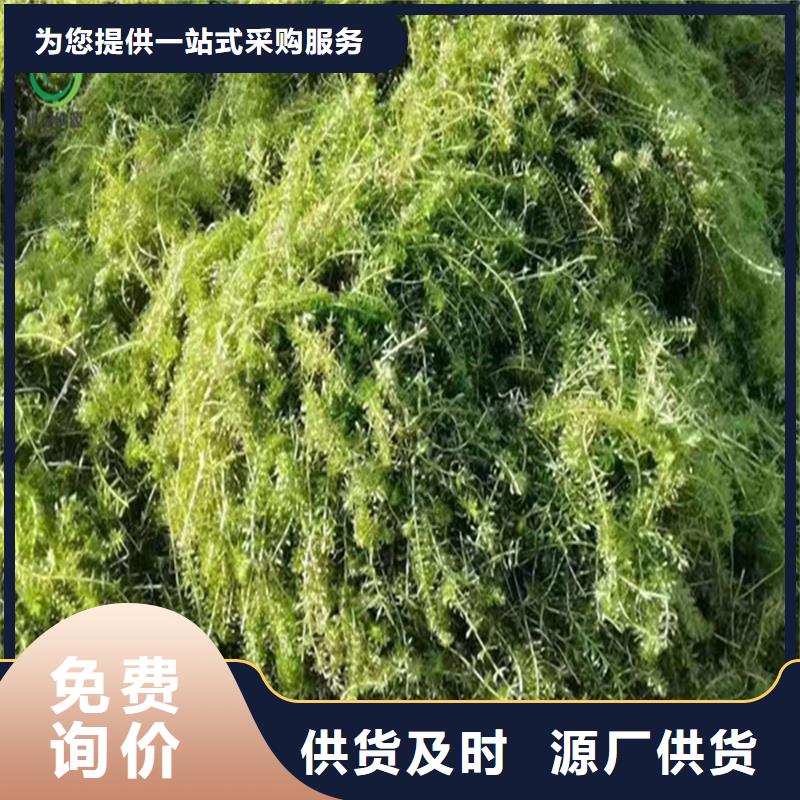 水毛茛多种规格供您选择