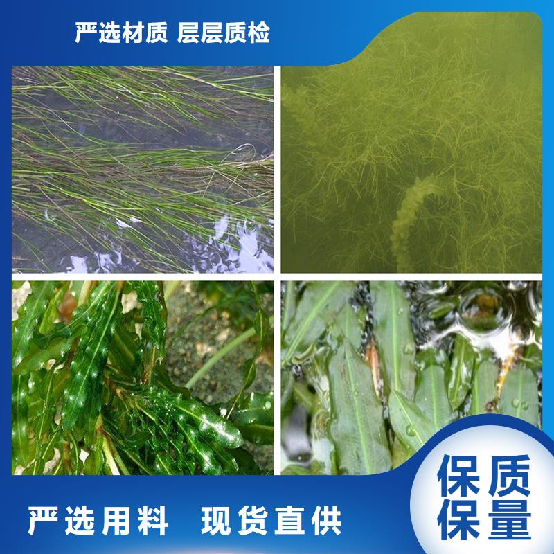 有现货的轮叶黑藻厂家