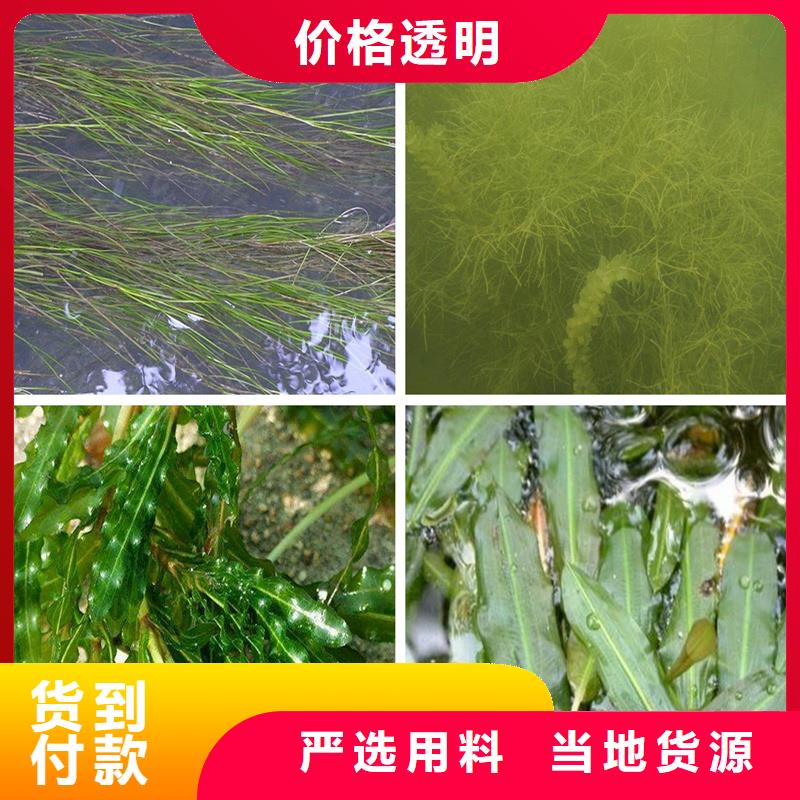 水毛茛多种规格供您选择