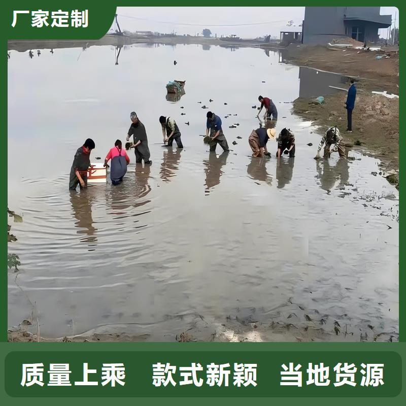 有现货的轮叶黑藻厂家