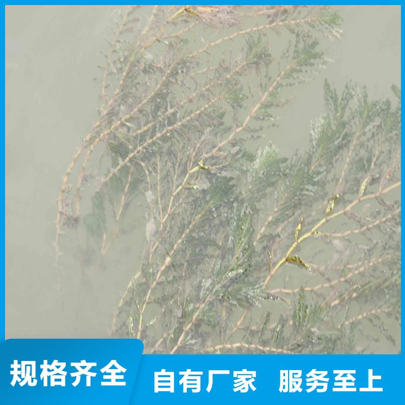 水毛茛多种规格供您选择