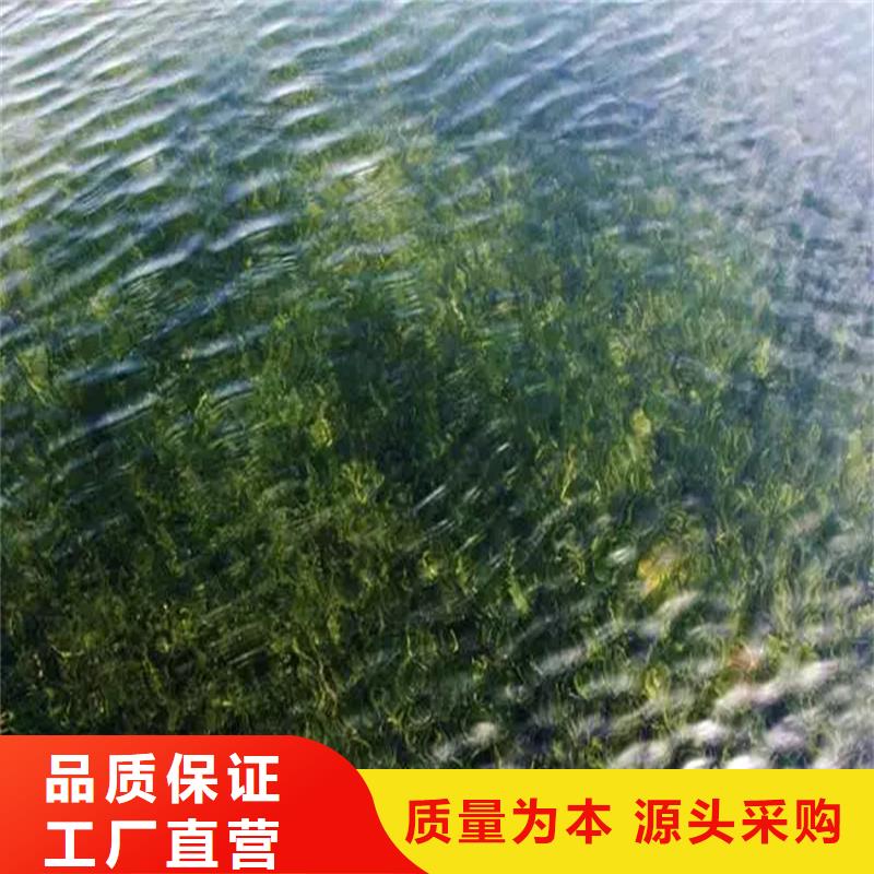 有现货的轮叶黑藻厂家