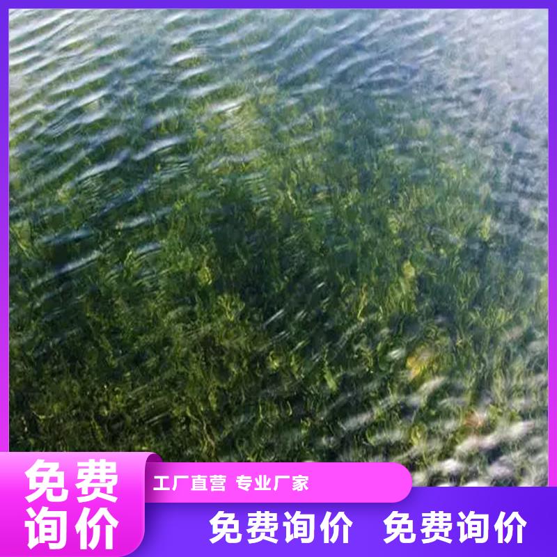 水毛茛多种规格供您选择