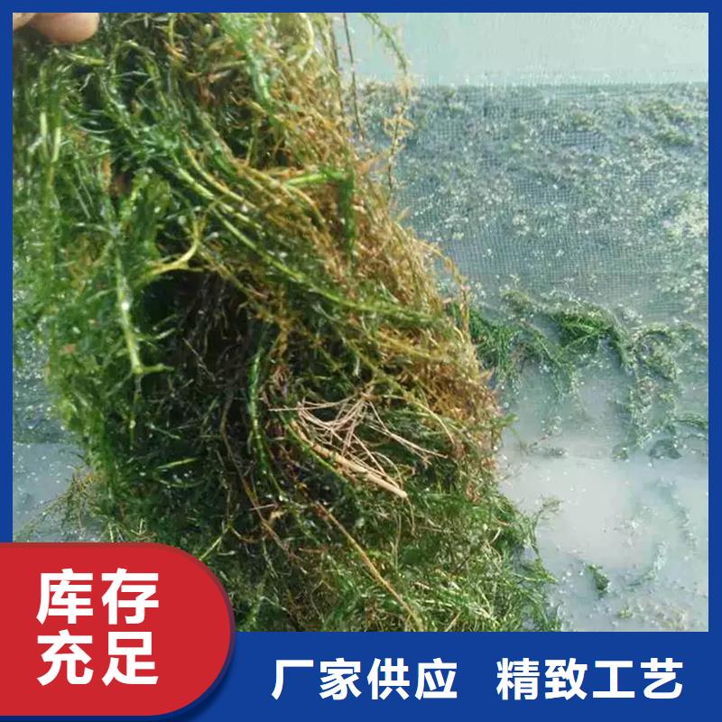 水毛茛多种规格供您选择