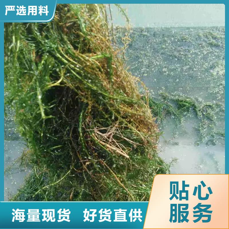 有现货的轮叶黑藻厂家