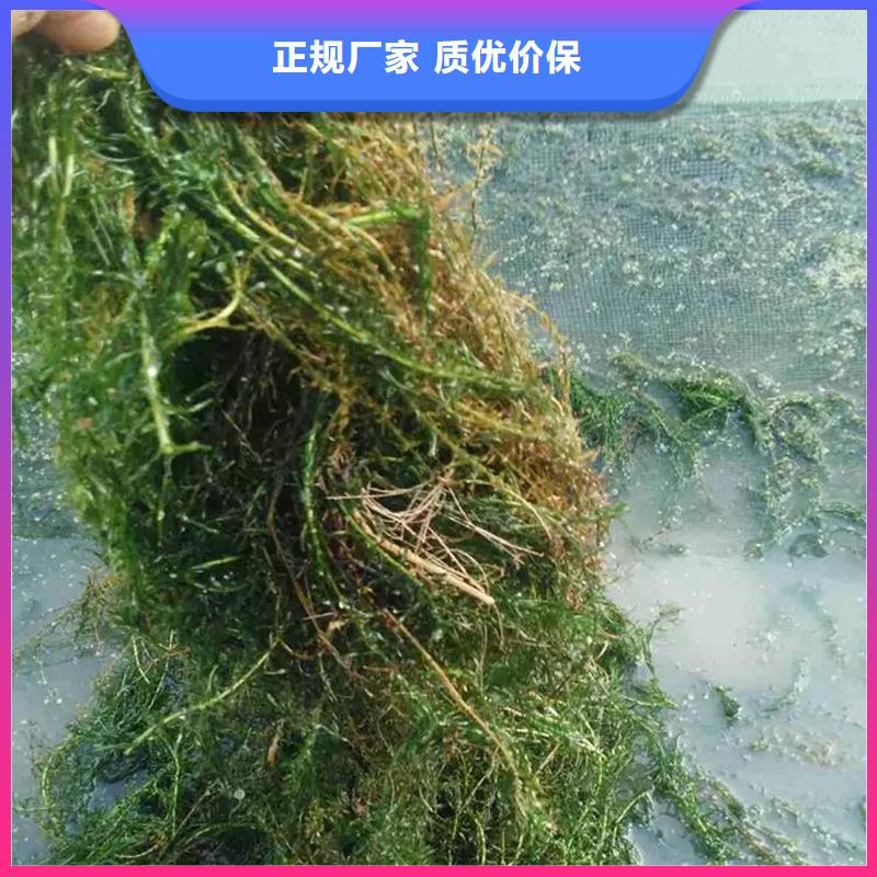 值得信赖的麦黄草生产厂家