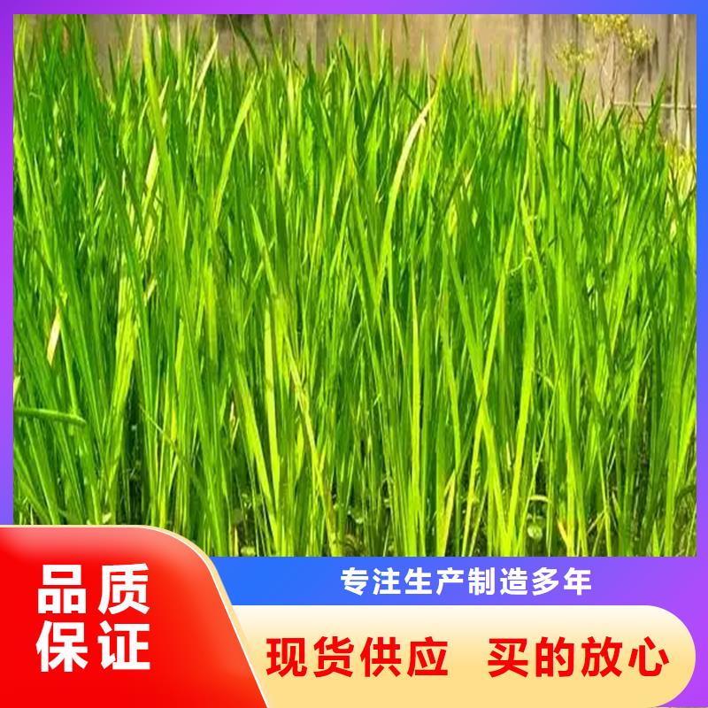 竹叶眼子菜质量放心