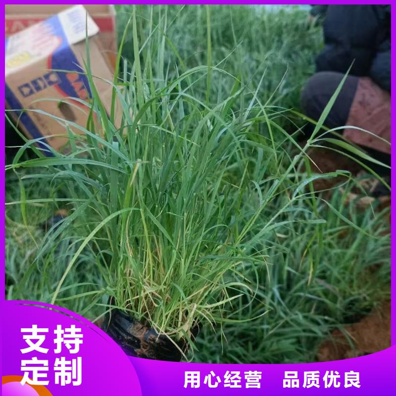 芦苇苗-芦苇幼苗定制不额外收费