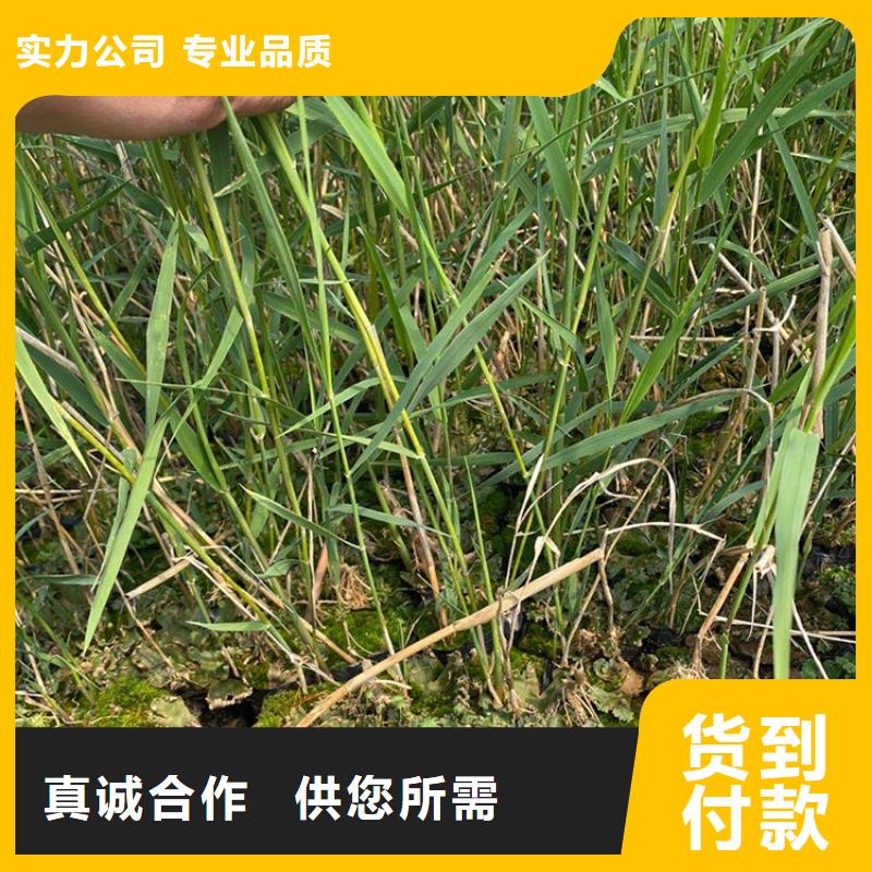 芦苇苗芦苇种子品质优选