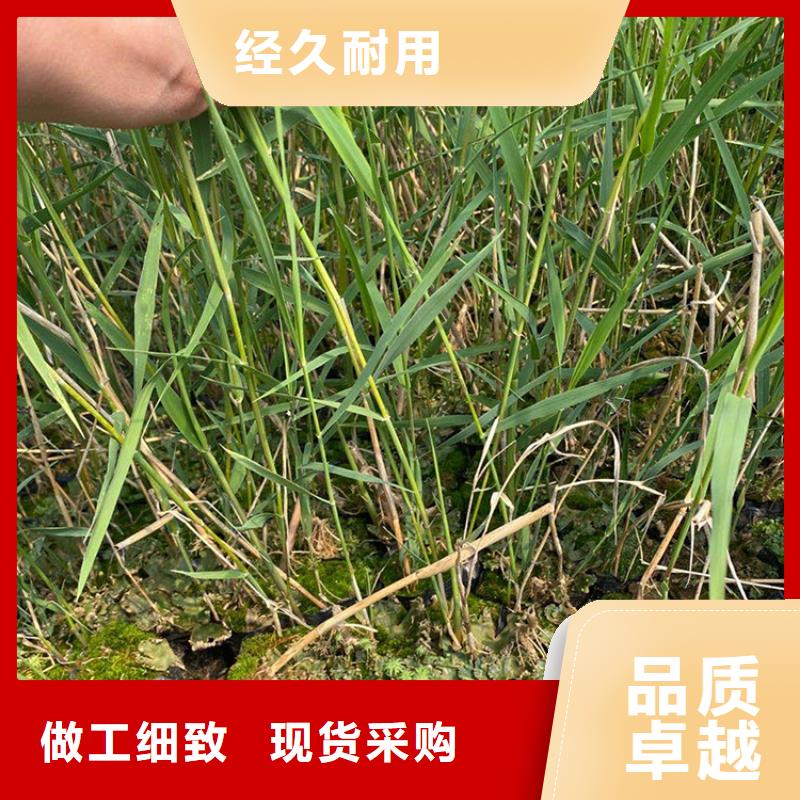 芦苇苗芦苇苗批发使用寿命长久