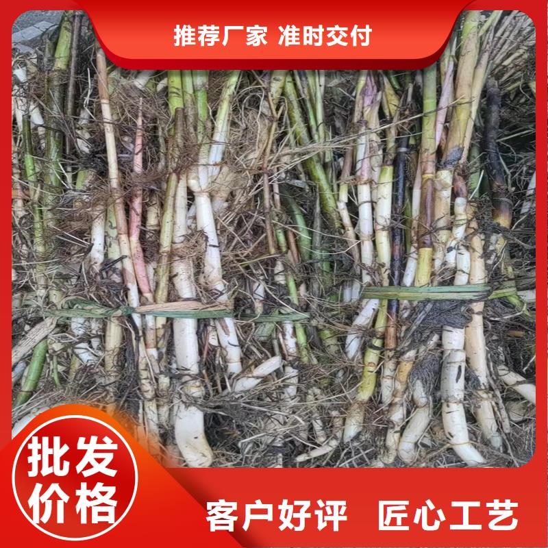 芦苇苗-芦苇小苗规格齐全实力厂家