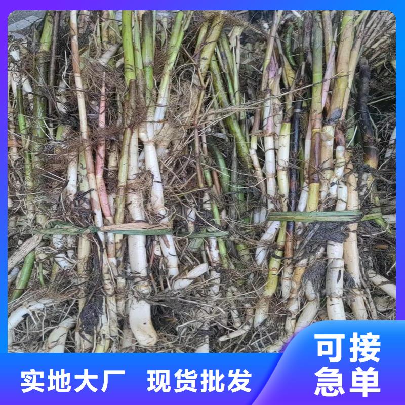 芦苇苗芦苇苗批发使用寿命长久