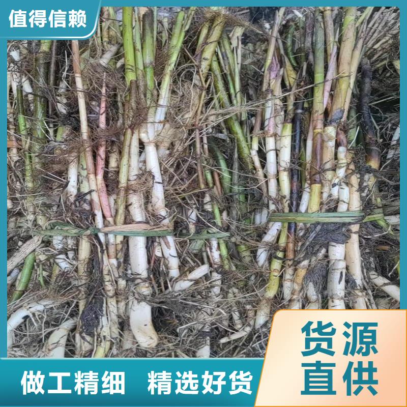 芦苇苗-芦苇苗价格老客户钟爱