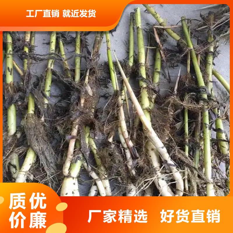 芦苇苗-芦苇苗价格老客户钟爱