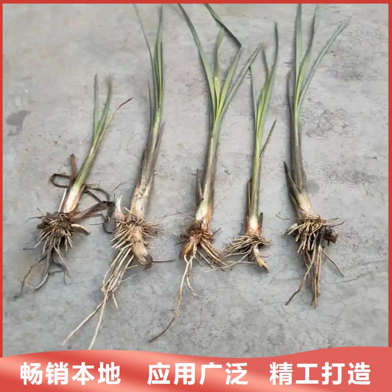 芦苇苗,芦苇根茎省心又省钱