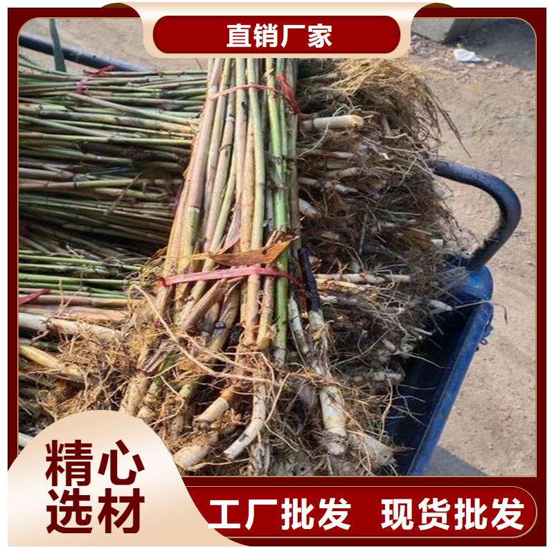 芦苇苗芦苇苗批发使用寿命长久