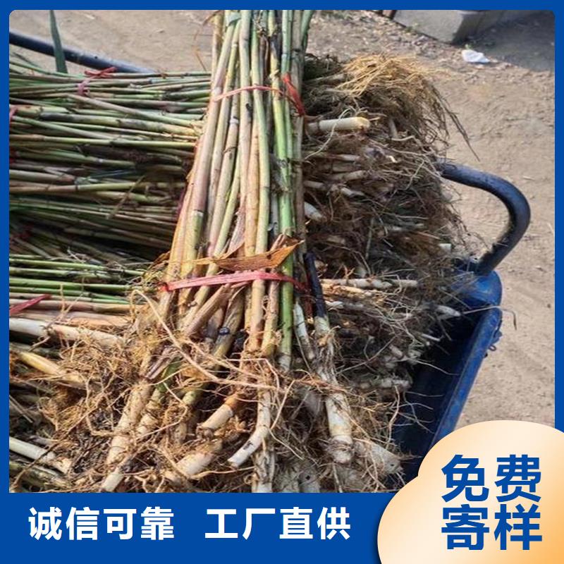 芦苇苗芦苇种子品质优选