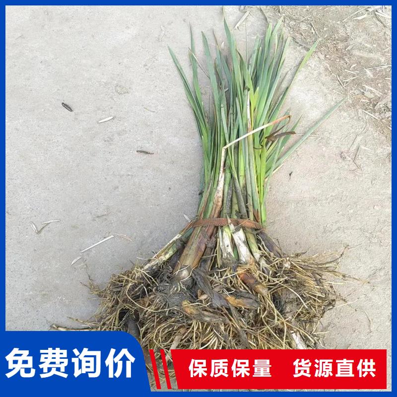 芦苇苗_芦苇质检合格发货