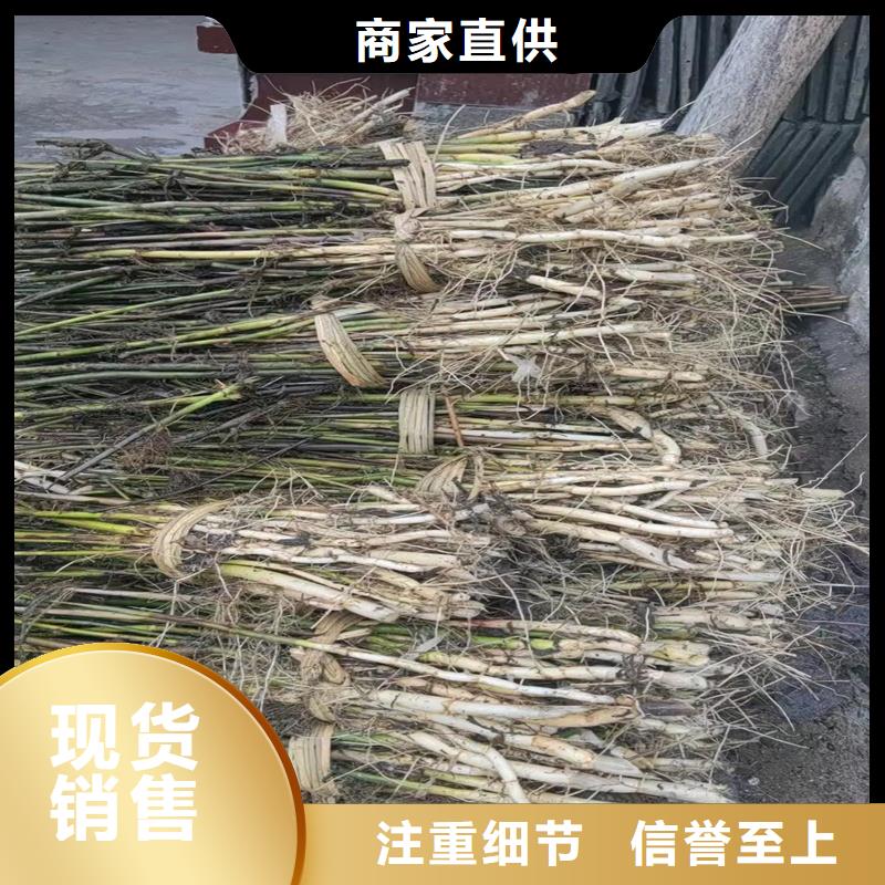 芦苇苗芦苇苗批发使用寿命长久