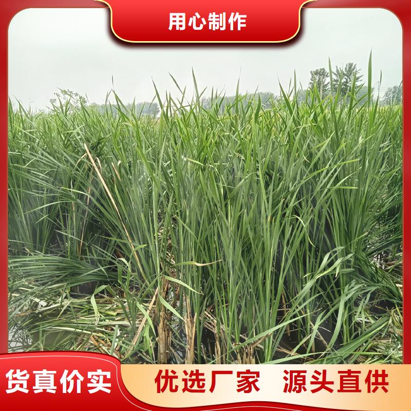 芦苇苗-芦苇苗价格老客户钟爱
