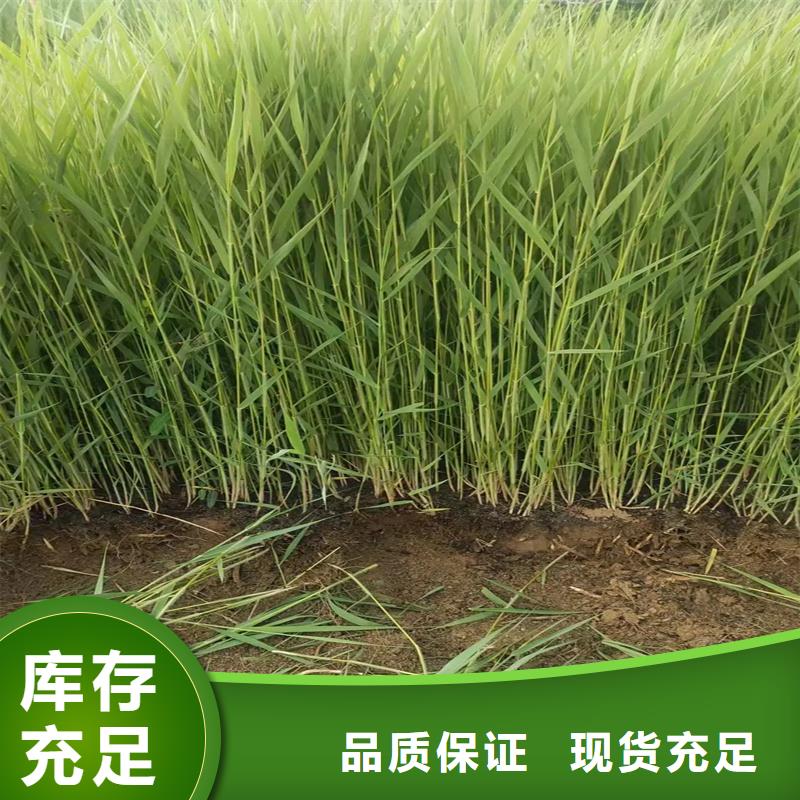 芦苇苗芦苇苗批发使用寿命长久