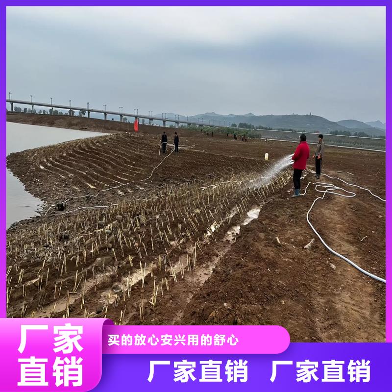 芦苇苗_芦苇质检合格发货