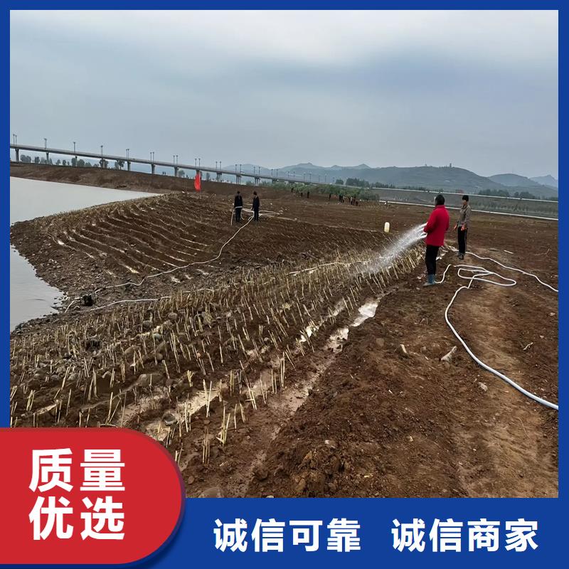 芦苇苗芦苇苗批发使用寿命长久