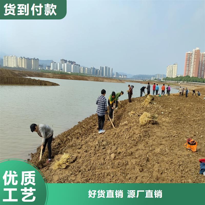 芦苇苗芦苇种子品质优选