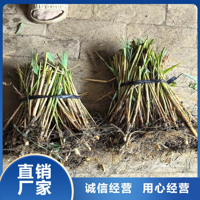 芦苇苗-芦苇幼苗定制不额外收费