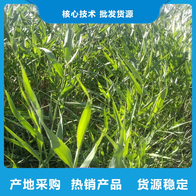 芦苇苗芦苇根苗厂家直销货源充足