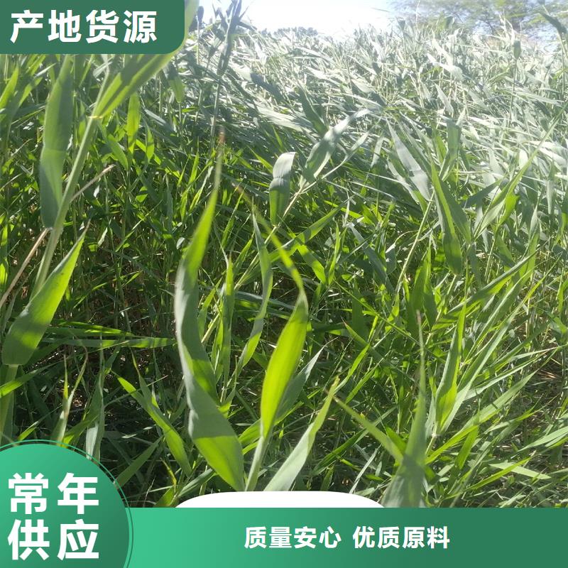 芦苇苗_芦苇质检合格发货