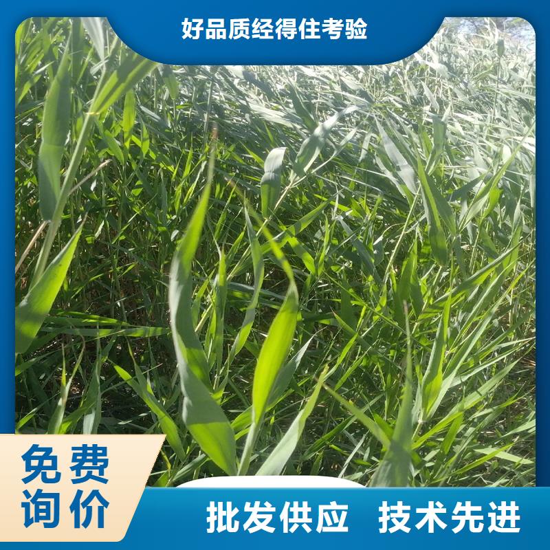芦苇苗芦苇苗货品齐全