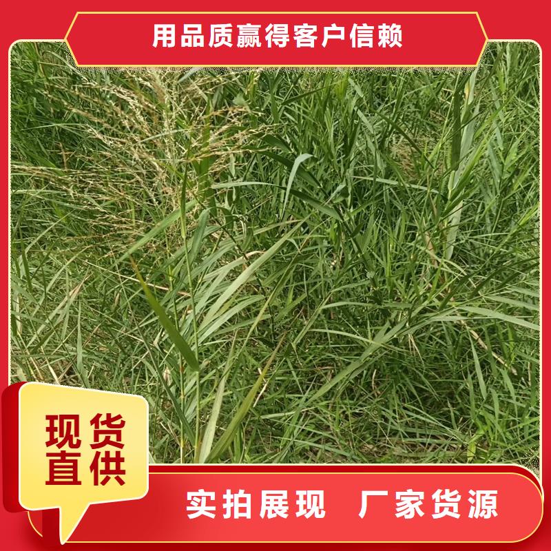 芦苇苗芦苇苗批发使用寿命长久