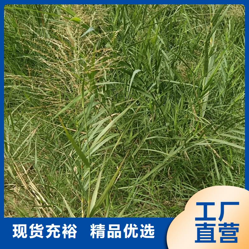 芦苇苗芦苇多年行业积累