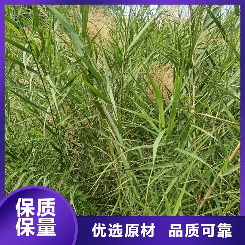 芦苇苗_芦苇质检合格发货