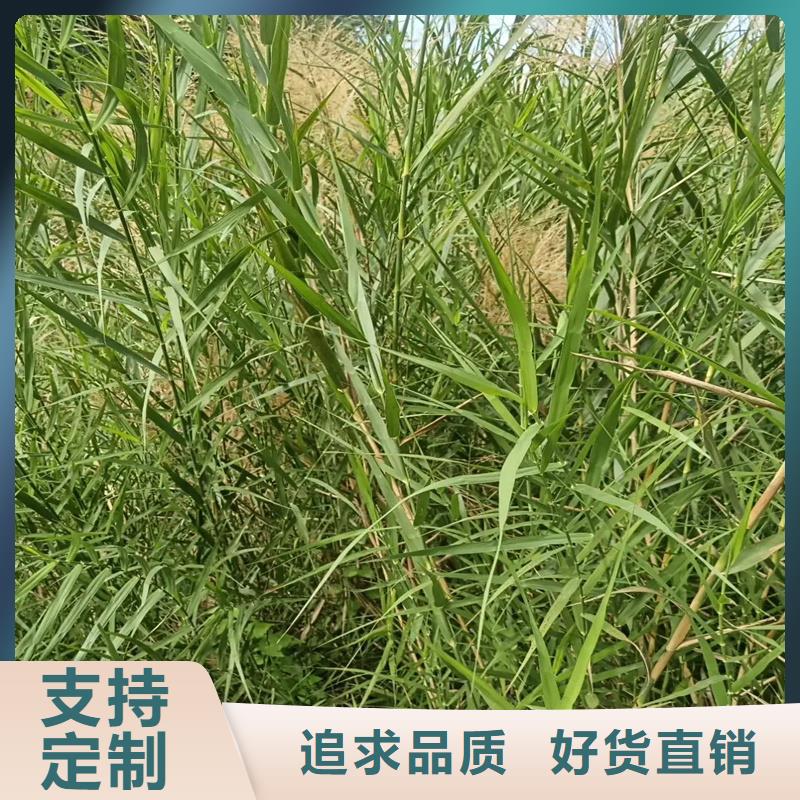 芦苇苗芦苇根苗厂家直销货源充足
