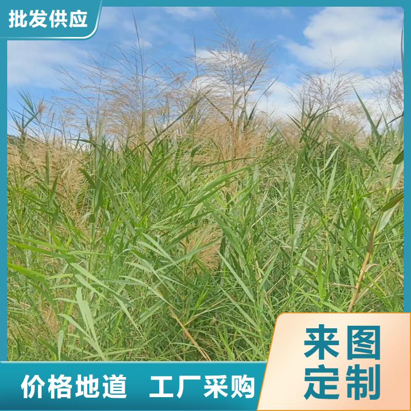 芦苇苗芦苇苗批发使用寿命长久