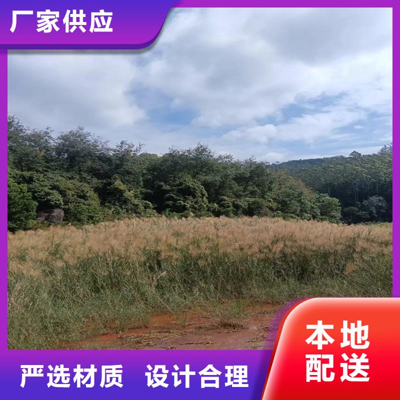 芦苇苗芦苇自产自销