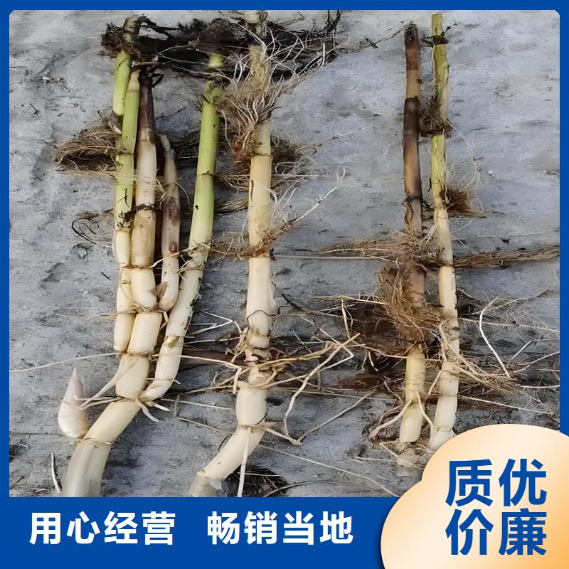 芦苇苗芦苇苗批发使用寿命长久