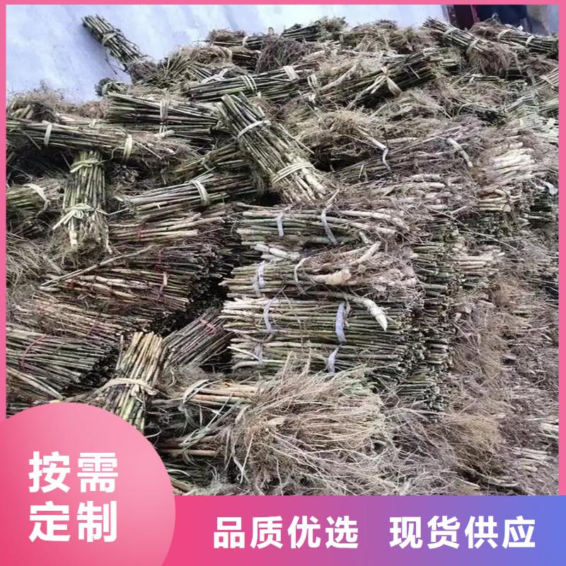芦苇苗芦苇苗批发使用寿命长久