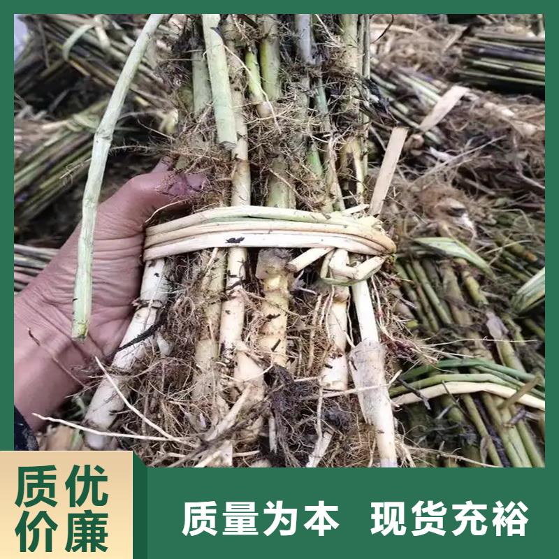 芦苇苗造纸原料芦苇苗品质优选