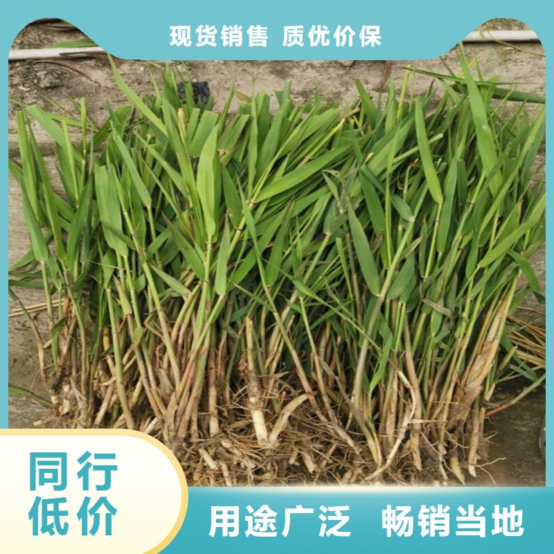 芦苇苗-芦苇种子实力派厂家