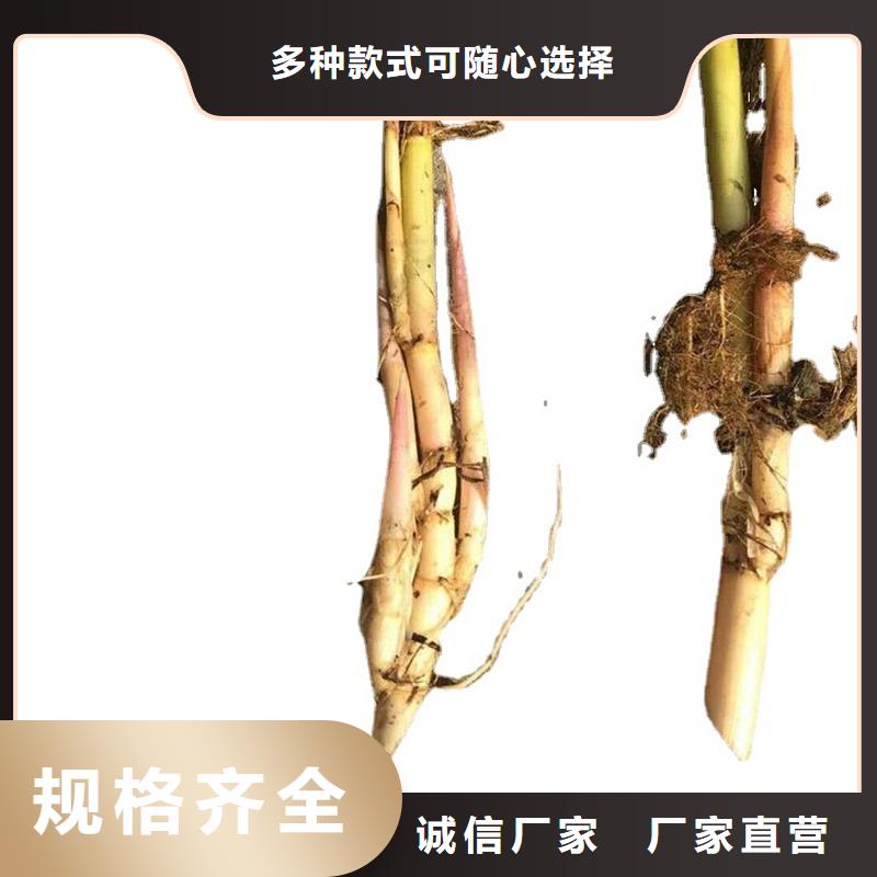 芦苇苗_芦苇质检合格发货