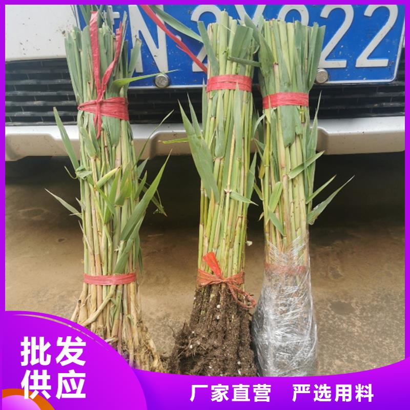 芦苇苗_芦苇质检合格发货