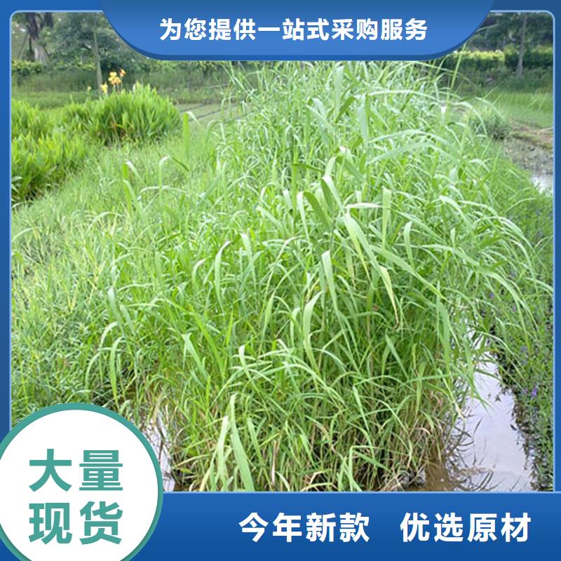 芦苇苗芦苇根苗厂家直销货源充足