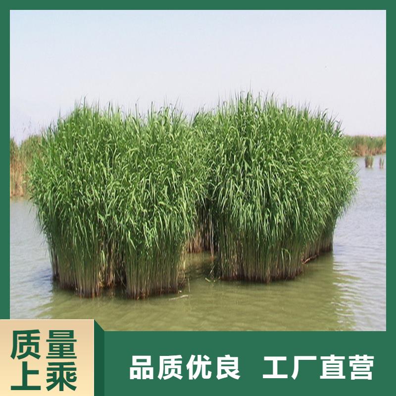 芦苇苗芦苇苗批发使用寿命长久