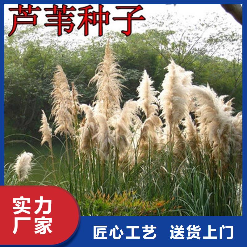 芦苇苗-芦苇种子实力派厂家