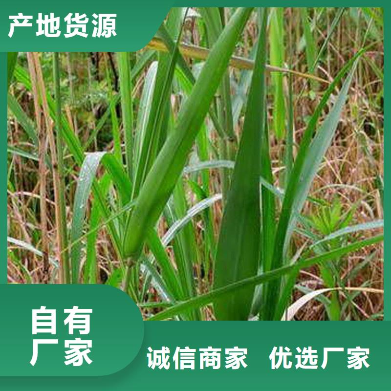 芦苇苗-芦苇苗价格老客户钟爱