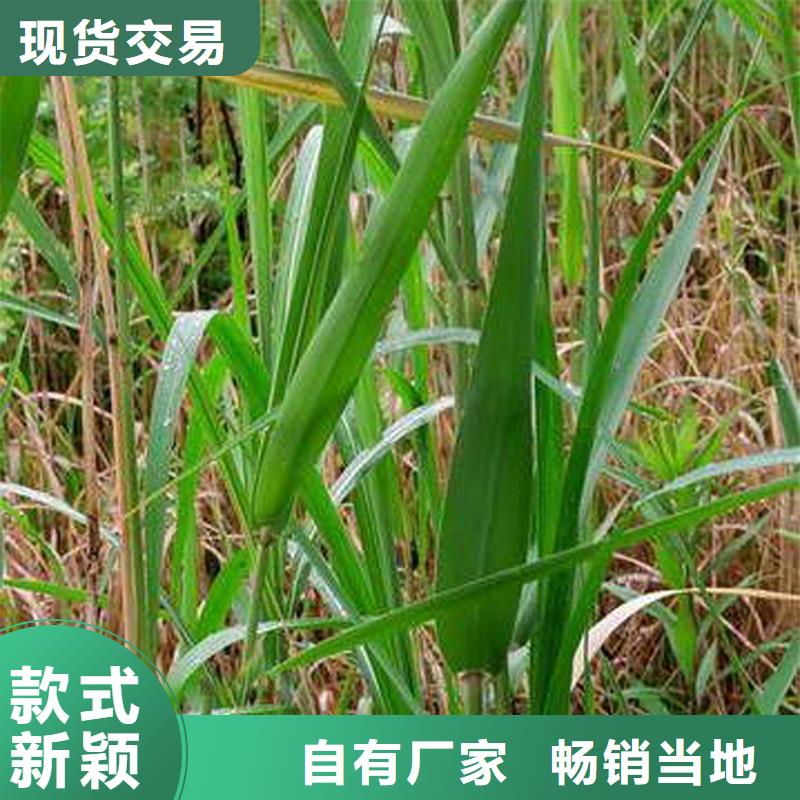 芦苇苗芦苇苗货品齐全